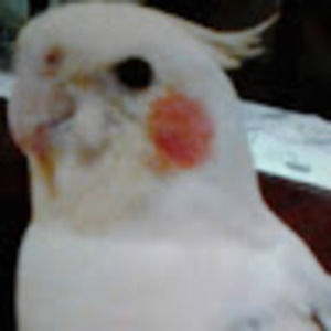 Meet your Posher, Armando